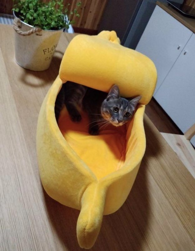 A cat curled inside a banana shaped cat bed