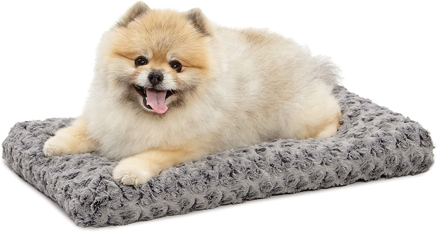 A tan Pomeranian on a small gray bed