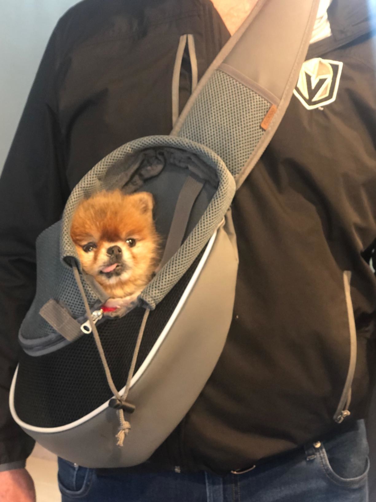 A reviewer&#x27;s photo of a black and gray shoulder sling bad with a tan Pomeranian sticking its tongue out