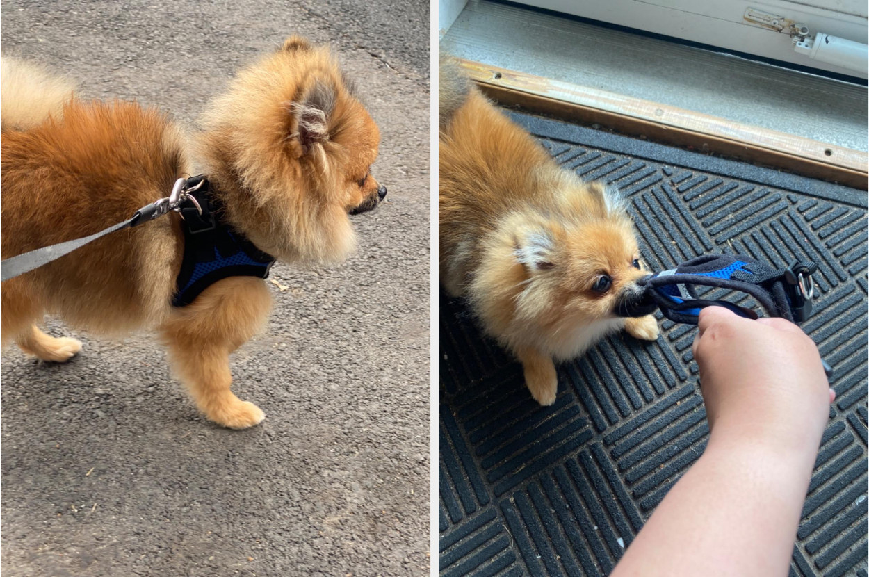 Reviewer&#x27;s split image of a dark tan Pomeranian wearing and chewing on a blue and black harness