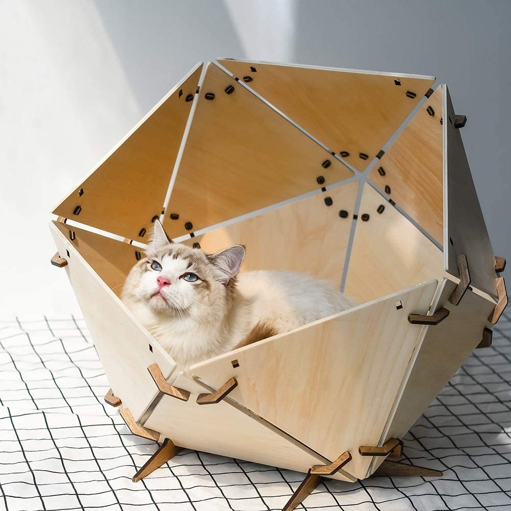 Cat inside geometric wooden shell 