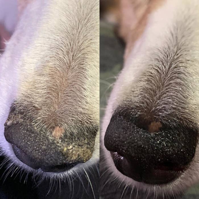 A reviewer&#x27;s before-and-after shot of dog noses: on the left, dry and scaly, before application of the product; on the right, a smooth-looking nose