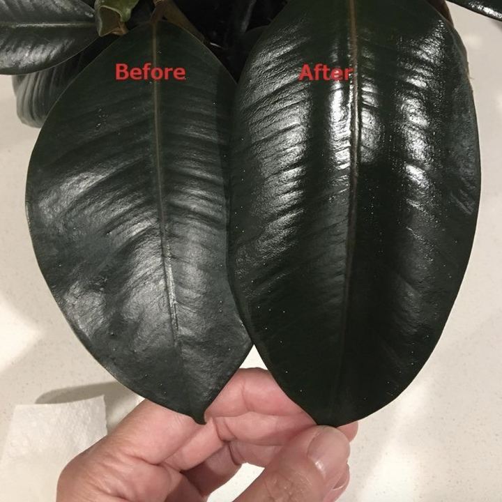 reviewer photo of leaf on the left looking dull and leaf on the right looking shiny