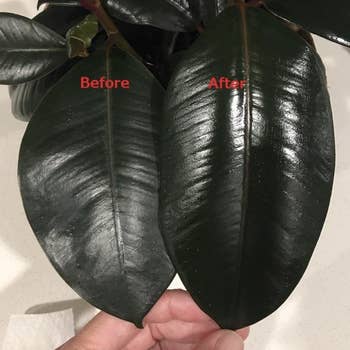 reviewer photo of leaf on the left looking dull and leaf on the right looking shiny