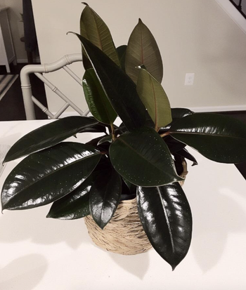 reviewer photo of leafy plant 