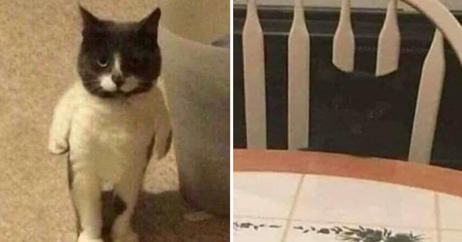 Cat Pictures That Are Optical Illusions