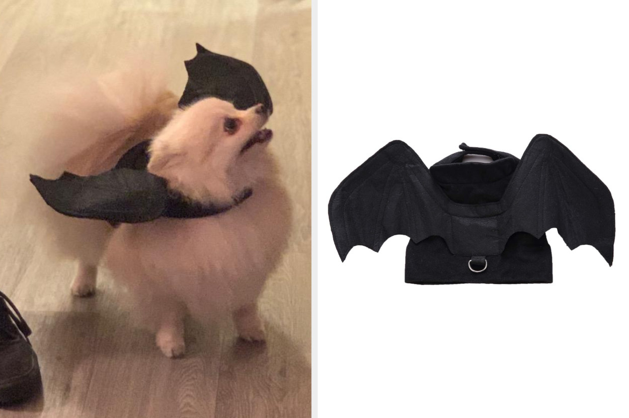 Split image of a reviewer&#x27;s white Pomeranian wearing black bat wings costume