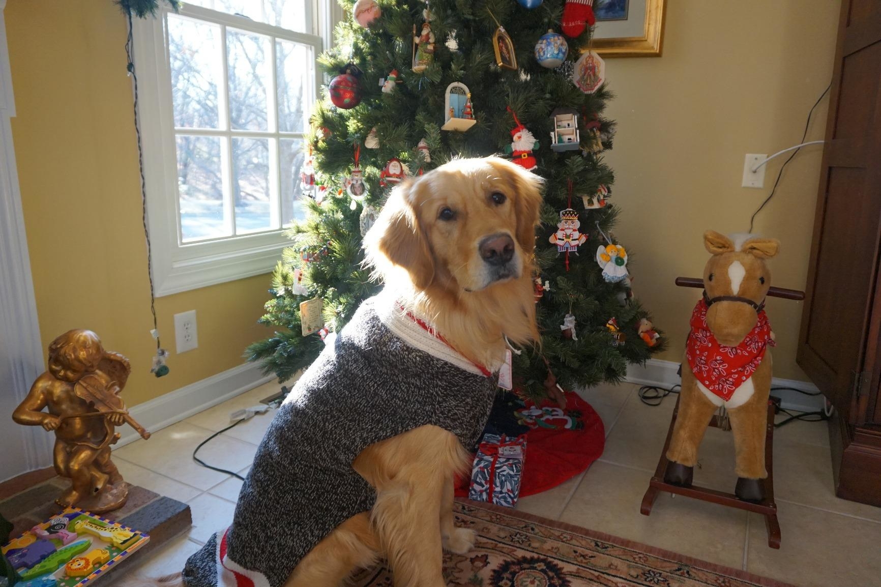 sweaters for golden retrievers