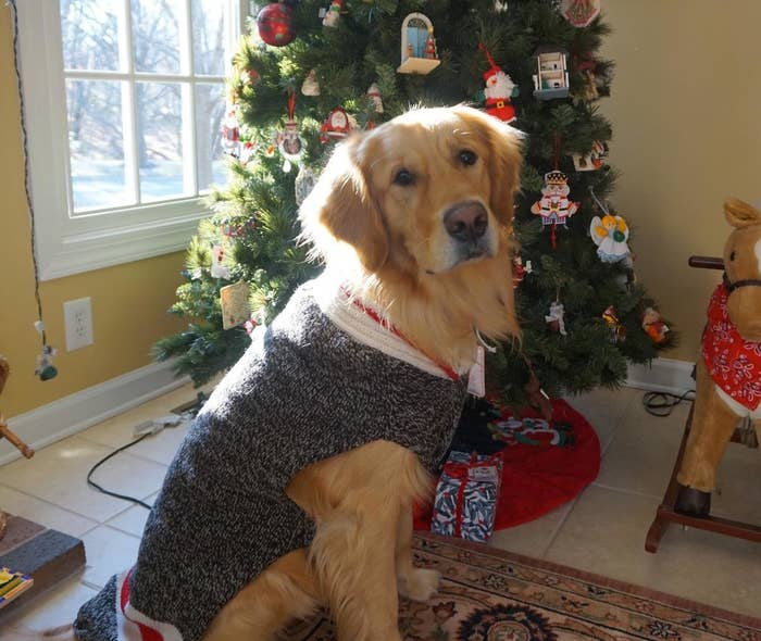 A fully grown golden retriever wearing the sweater, which covers its entire back, but leaves the belly area mostly exposed