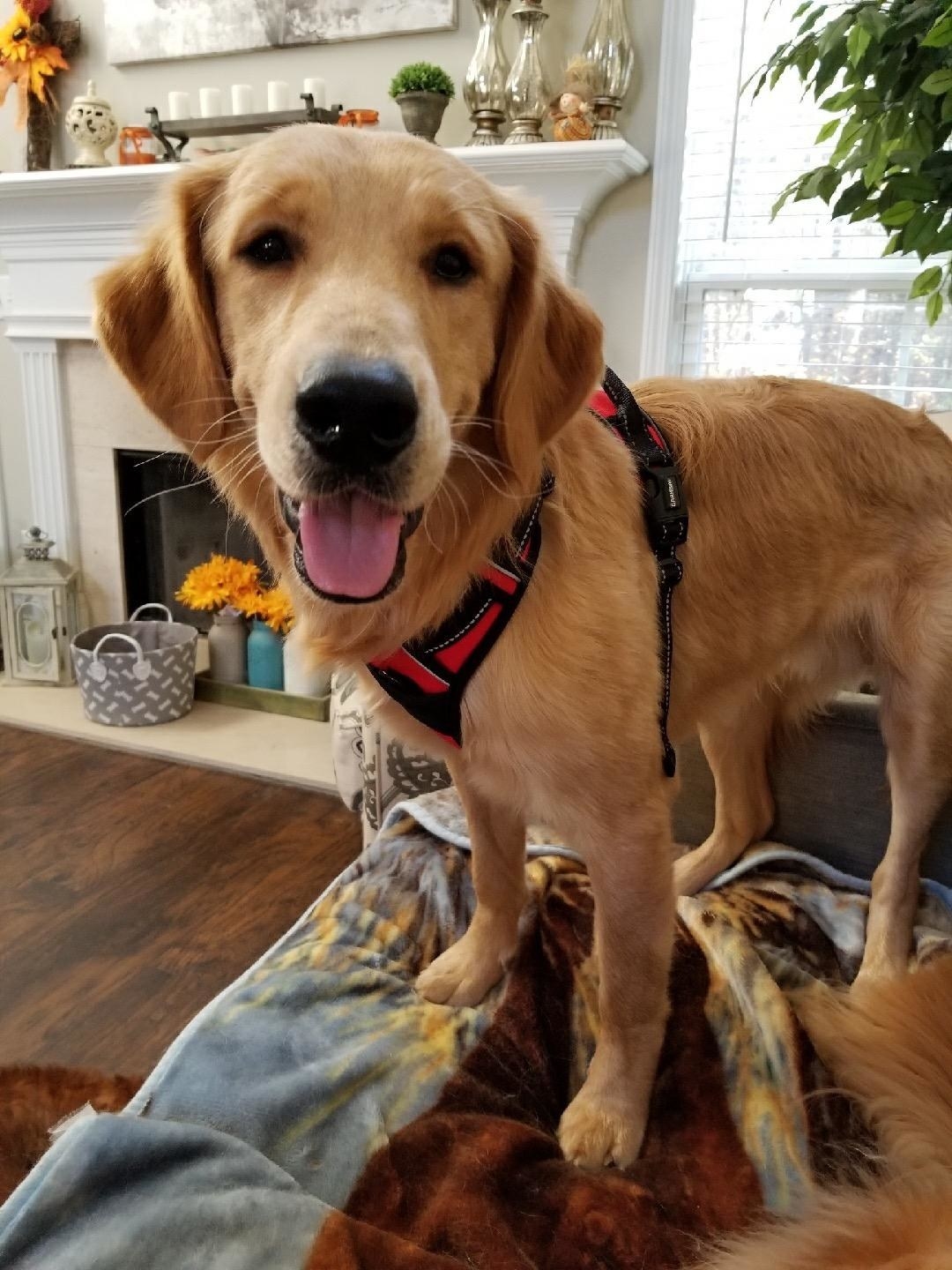 Golden retriever shop puppy accessories