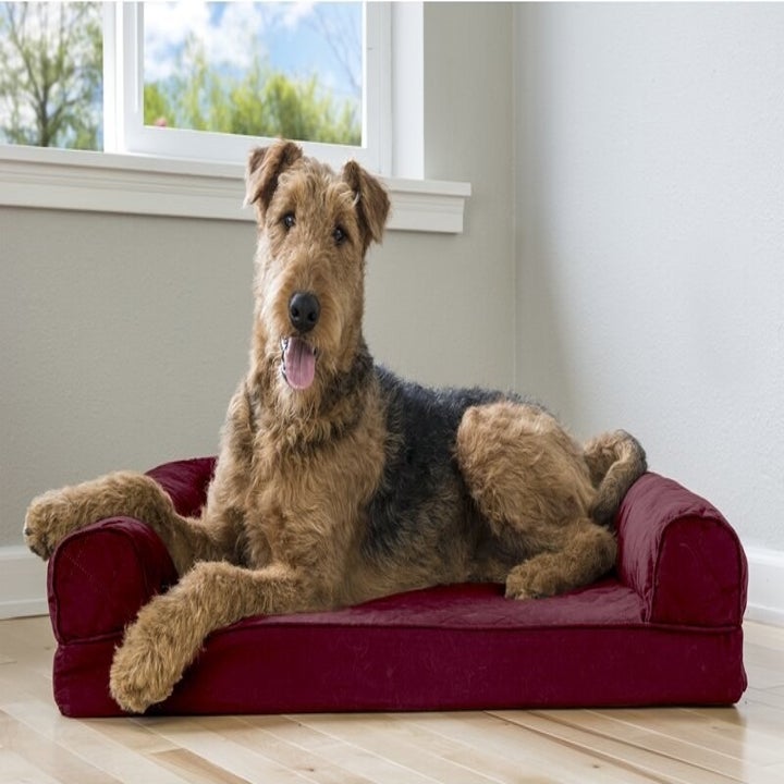 A dog lounging on the bed in burgundy