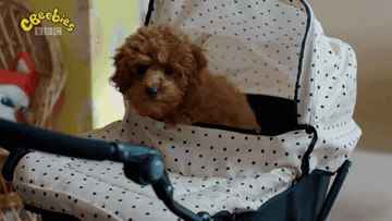 A puppy settles into a baby carriage.