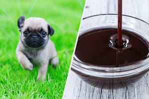 On the left, a pug puppy runs in the grass, and on the right, a bowl of chocolate sauce