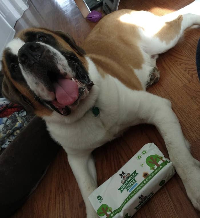 The bamboo-based, hypoallergenic grooming wipes in front of a large dog