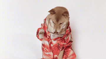 A dog wearing a shirt and sunglasses that don&#x27;t fit