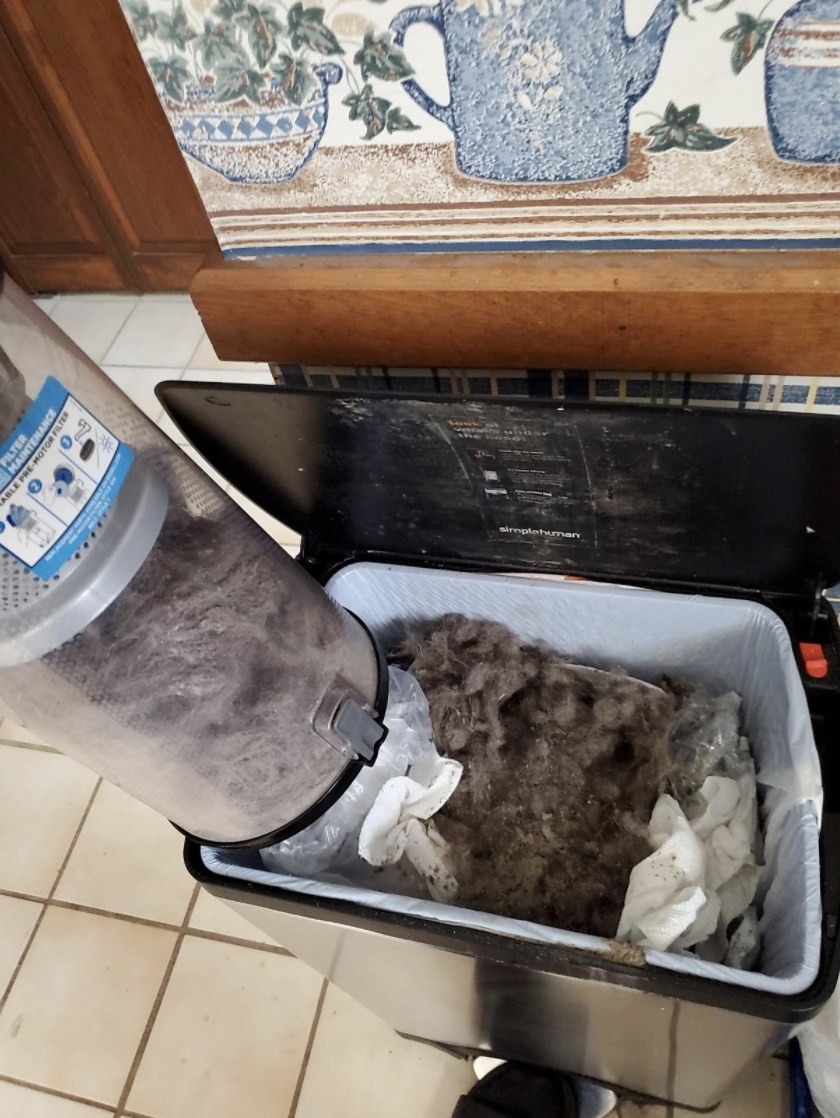 The vacuum&#x27;s dirt bin being emptied of large amounts of hair into the garbage can