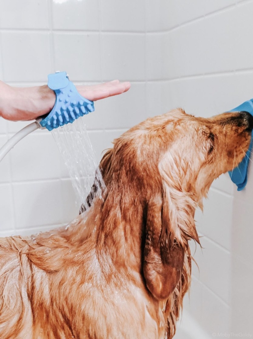 A hand directing the grooming tool at a dog