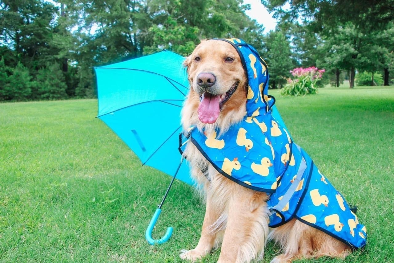 The raincoat, in blue with yellow rubber ducky print, cover the dog&#x27;s back and the top of its head, tied under its chin and across its belly