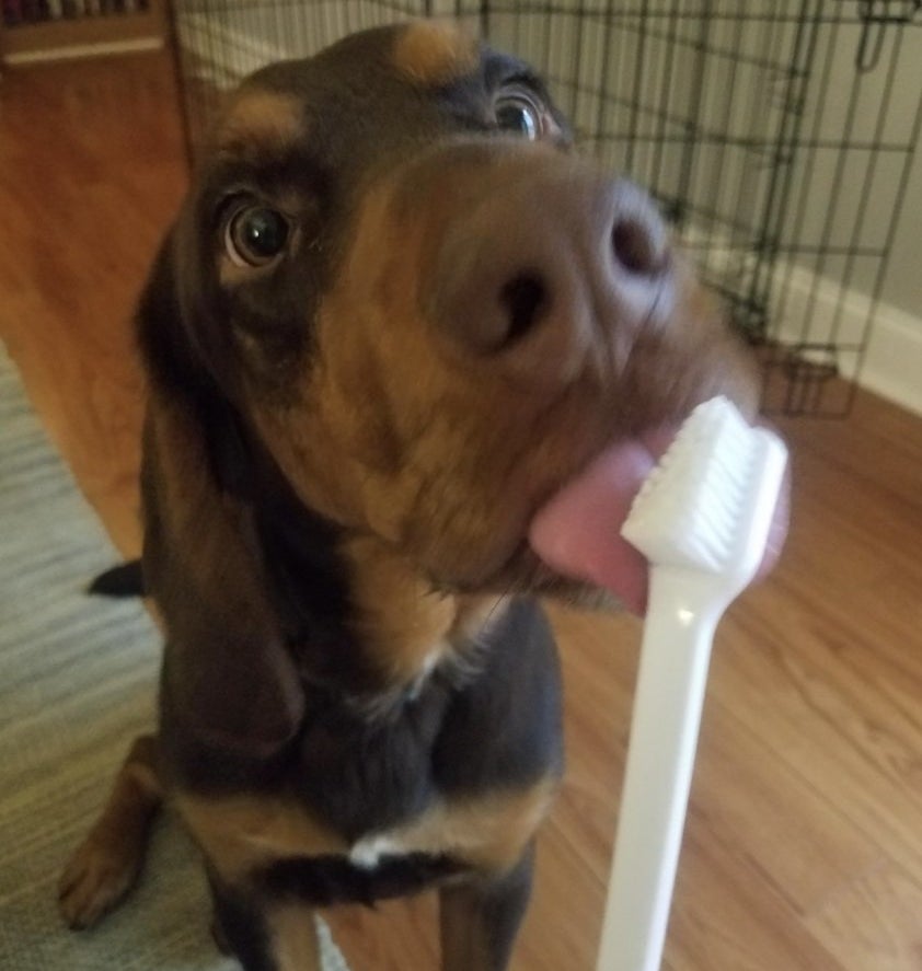 Dog licking the toothbrush 