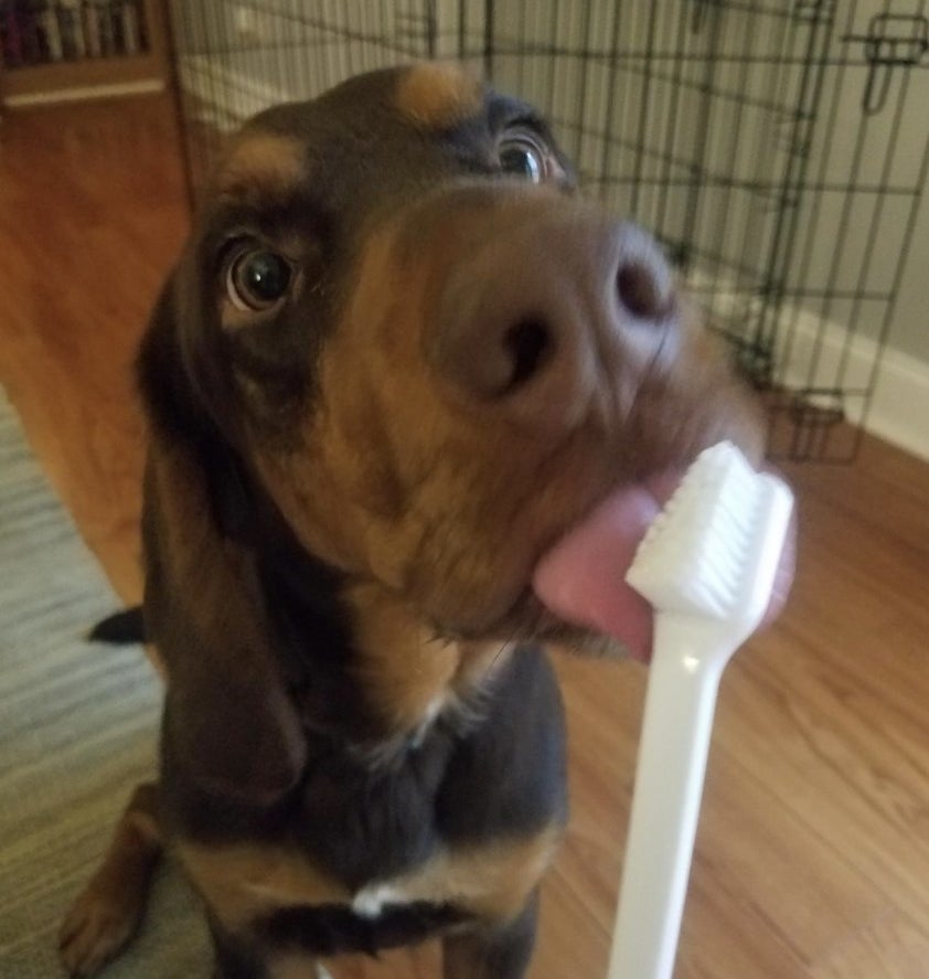 Dog licking the toothbrush 