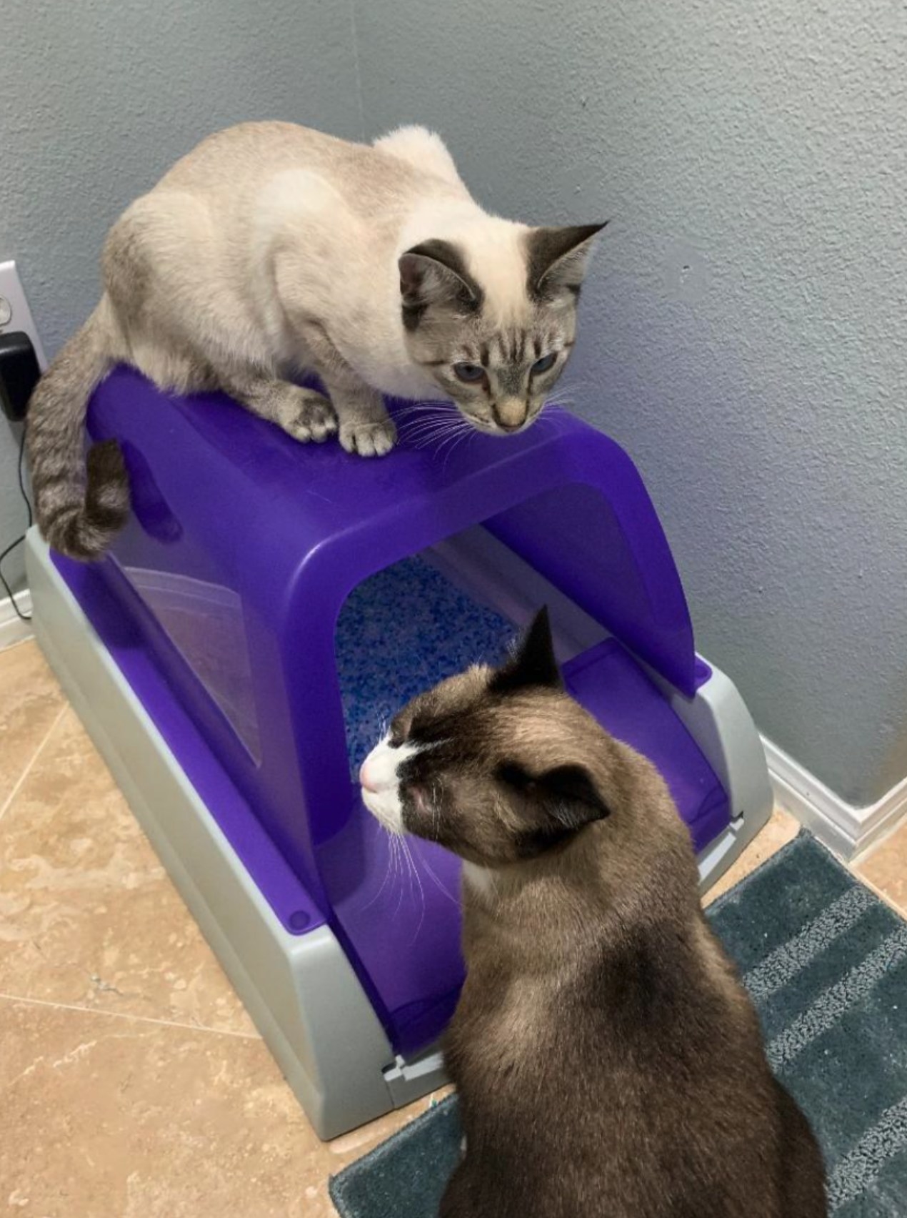 The self-cleaning litter box with a purple roof