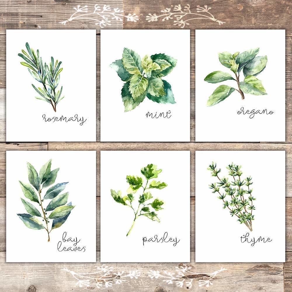 Six white pictures featuring art of rosemary, mint, oregano, bay leaves, parsley, and thyme.