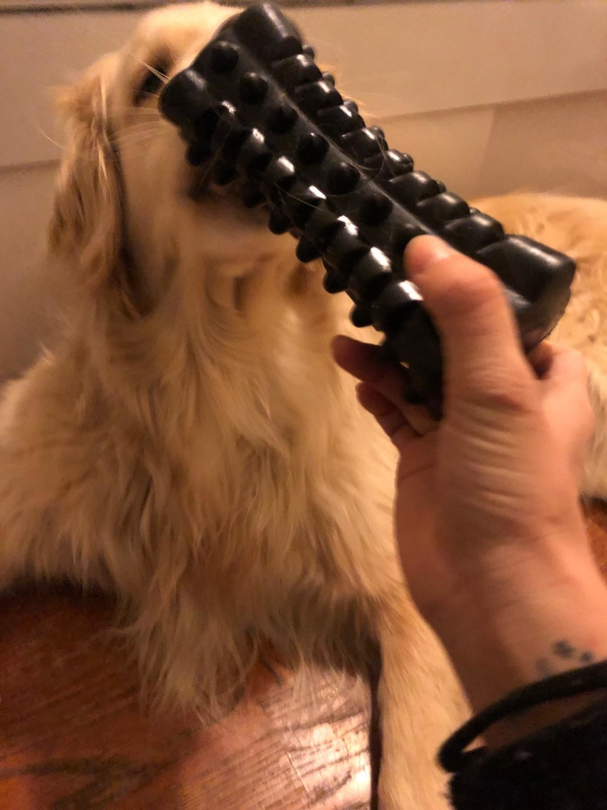 The chew toy in black — a long cylinder with rows of nubs for chewing