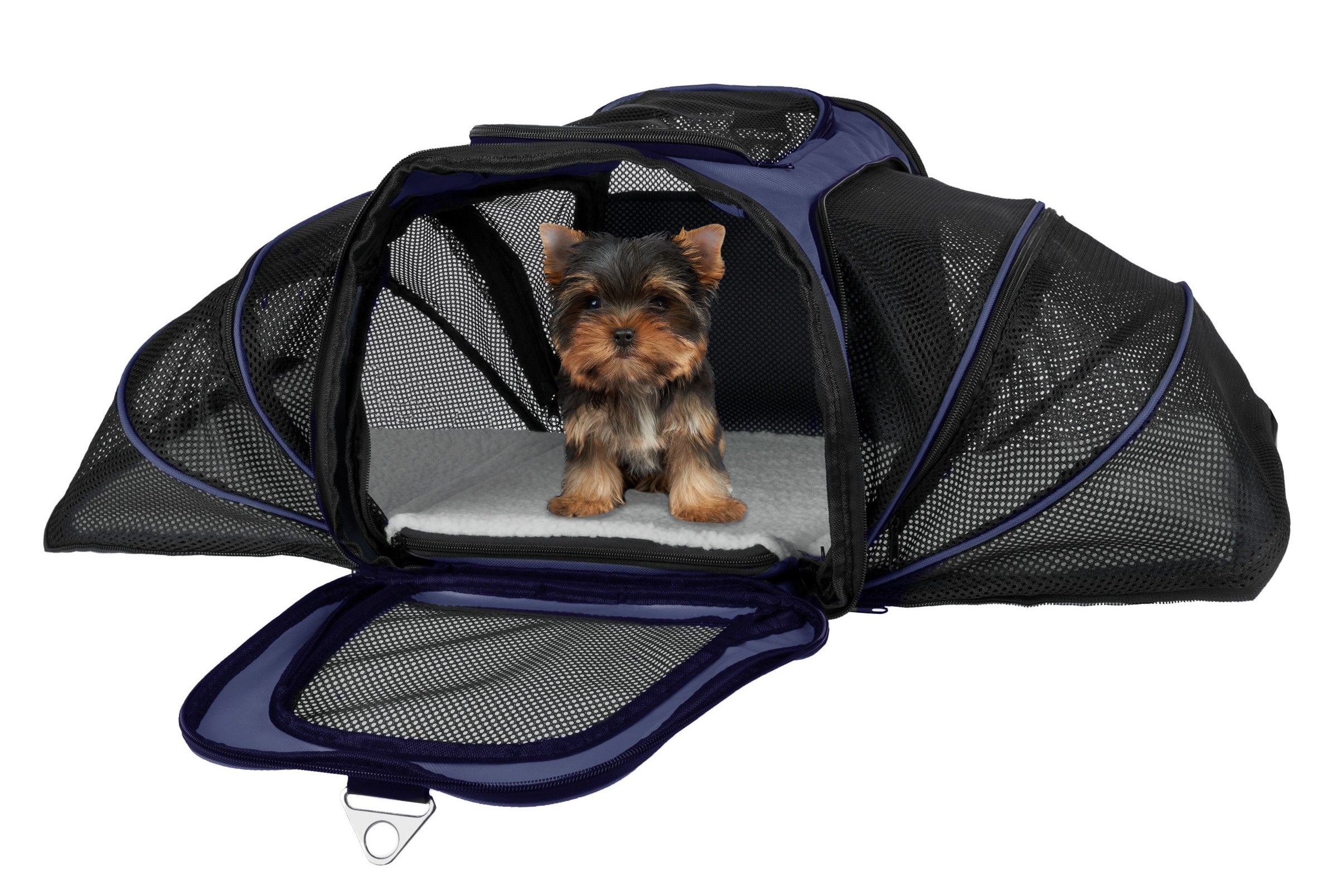 A Yorkie sitting in an expandable black and purple pet carrier