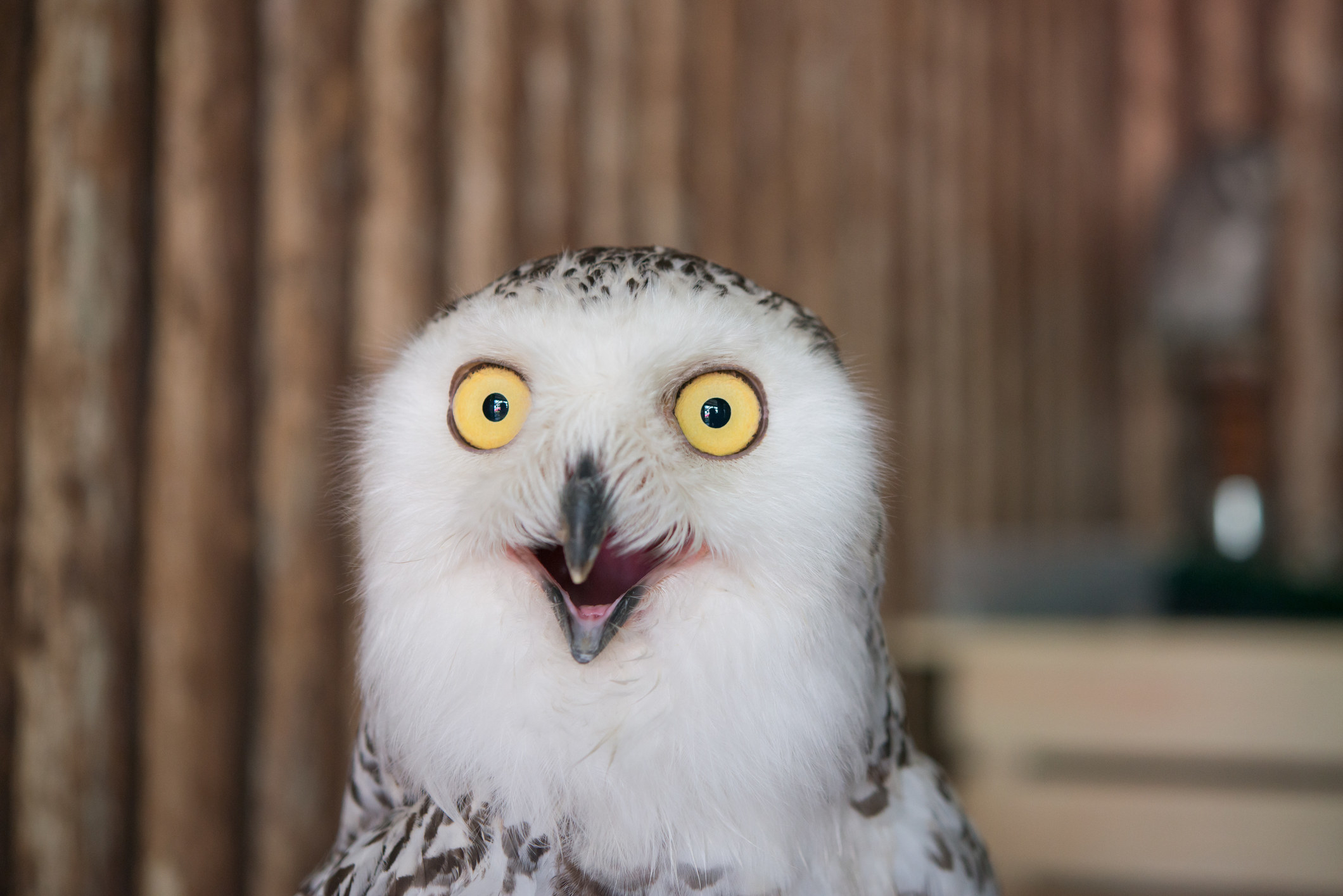 owl staring straight at you with creepy face and wide eyes