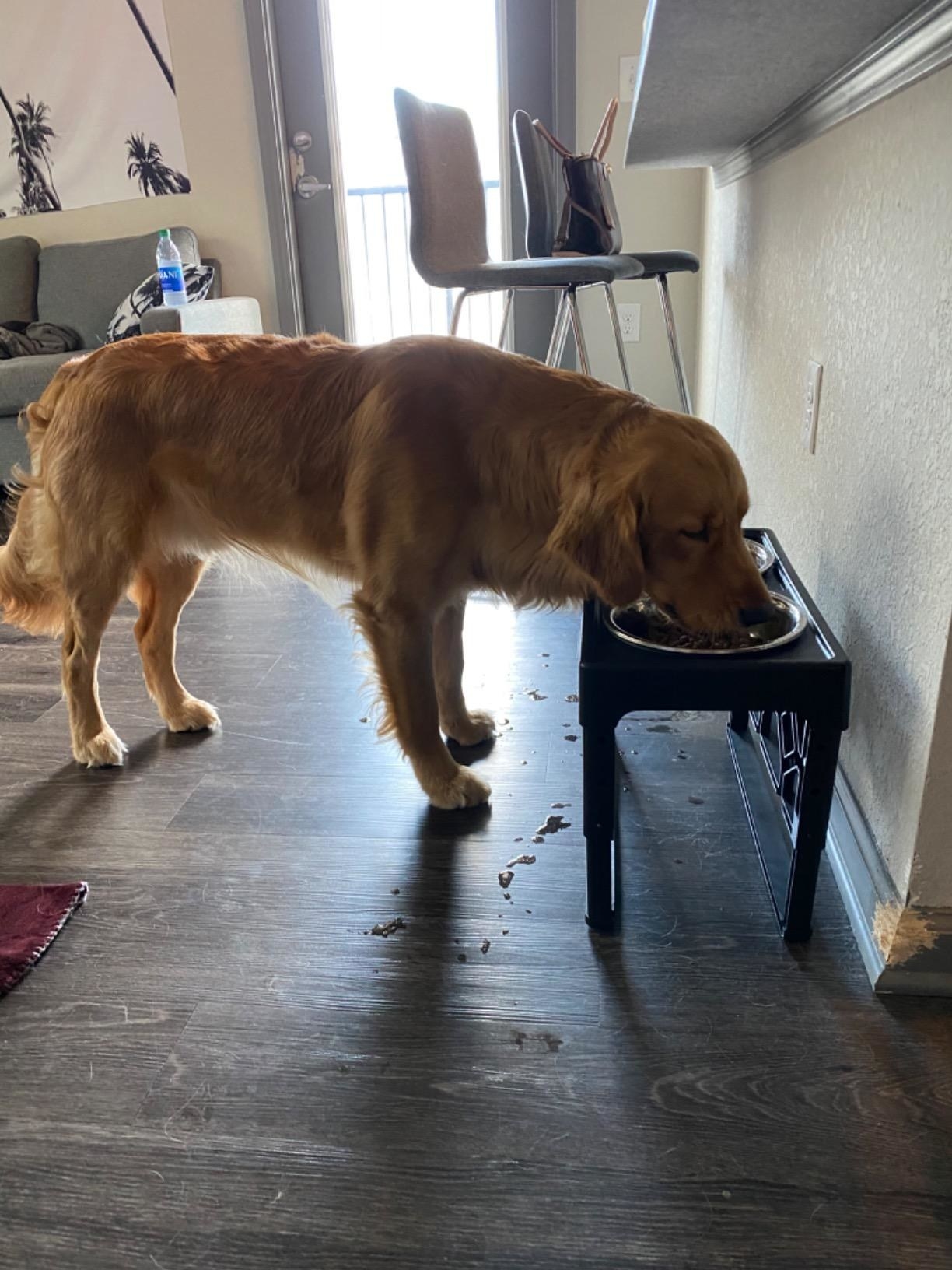 A golden retriever eating out of the elevated bowls, which are raised so it only has to bend very slightly to eat