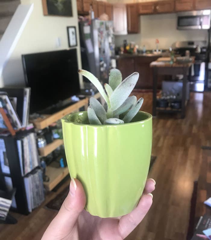 writer&#x27;s hand holding small succulent in green pot