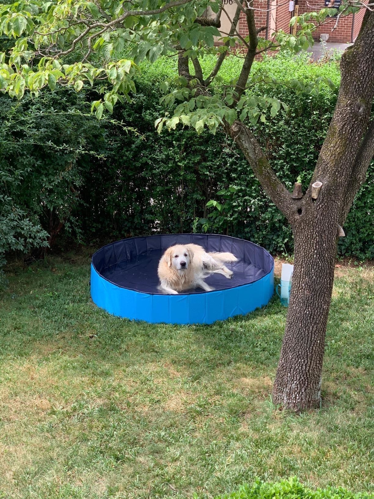 A golden retriever lying down in the middle of the pool, which has a dark blue interior and light blue exterior