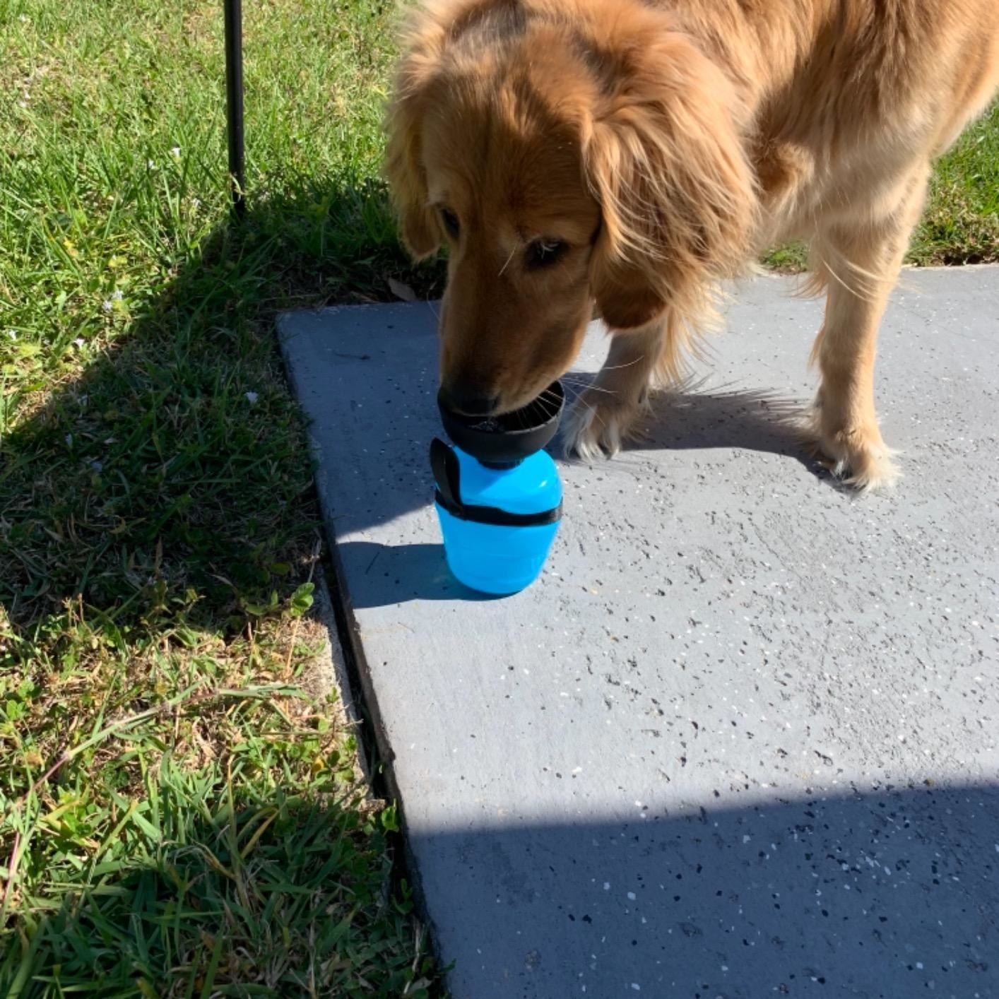 Dog drinks from the built-on cup on the water bottle, directly, without a human needing to hold the bottle