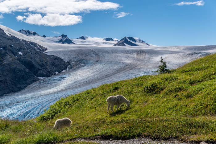 Mountain goats feeding on grass with Exit Glacier on the background at Kenai Fjords National Park