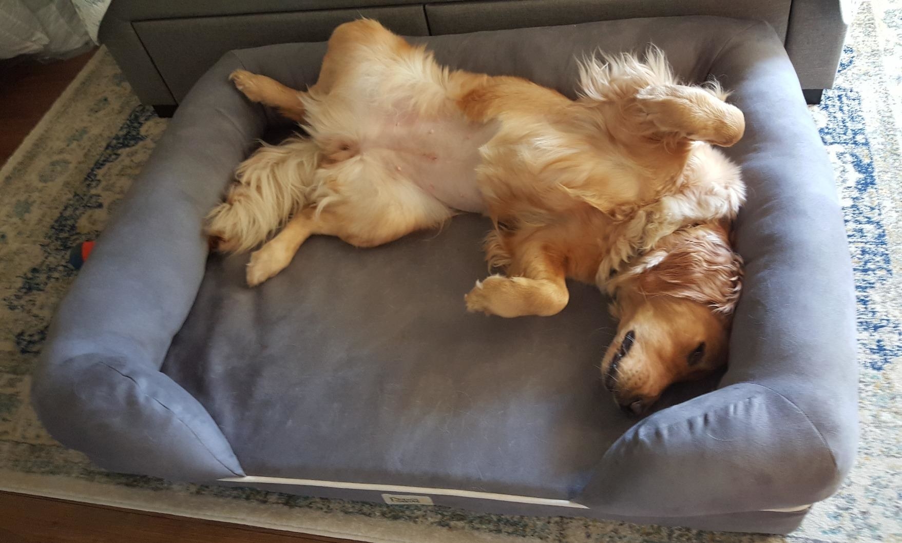 The rectangular dog bed, with a raised &quot;arm&quot;-style rim on three sides