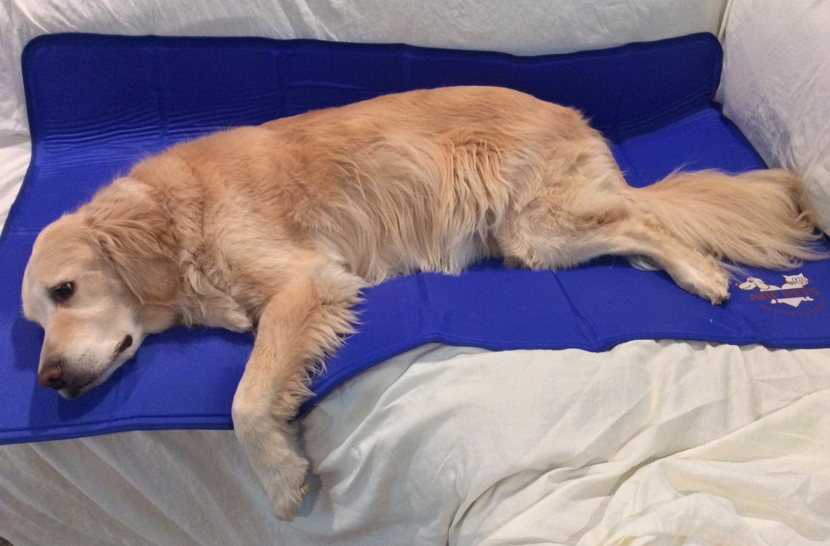 The mat, fully laid out on a couch, with an 85 pound golden retriever fitting onto it comfortably