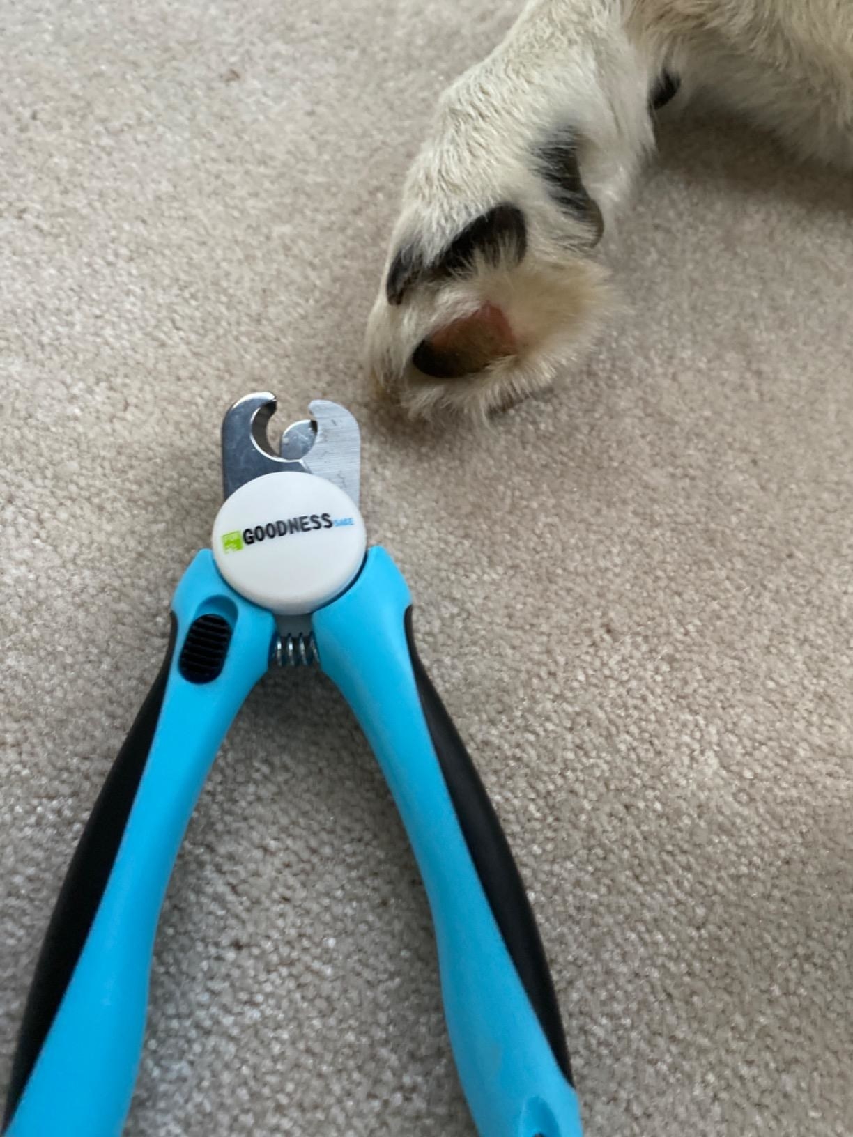 The nail clipper, opened to show size of clipper area in comparison to dog paw