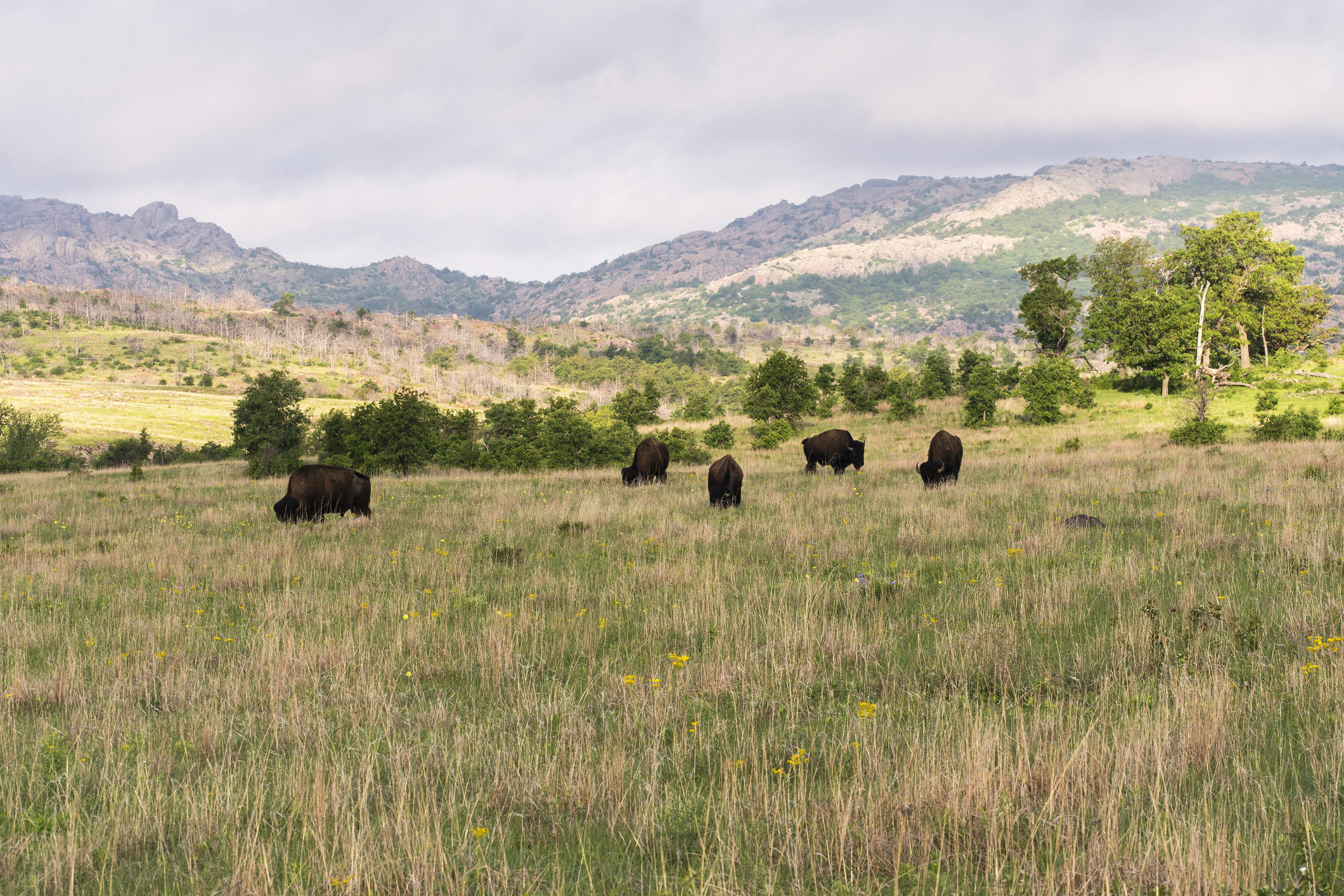 Bison grazing in a field with long grass at the Wichita Mountains National Wildlife Refuge.
