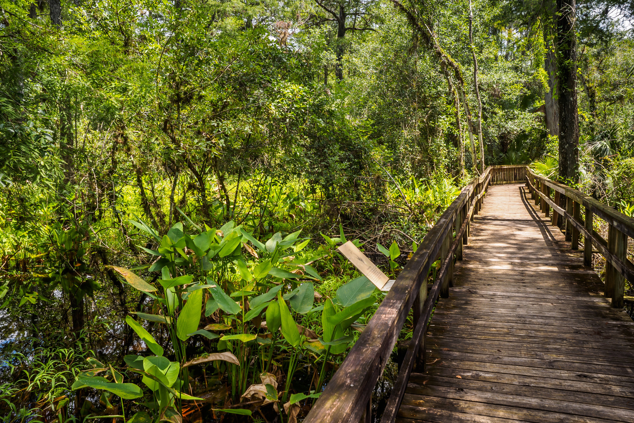 A wooden boardwalk winds through lush vegetation