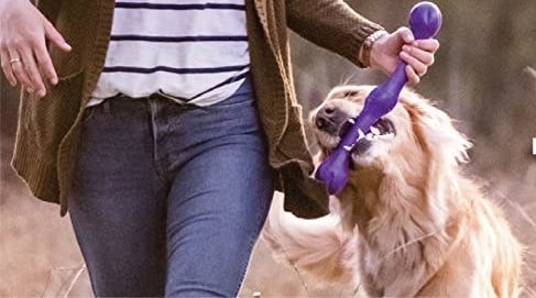 Dog chewing on long fetch stick, which has rounded knobs on each end and in the middle