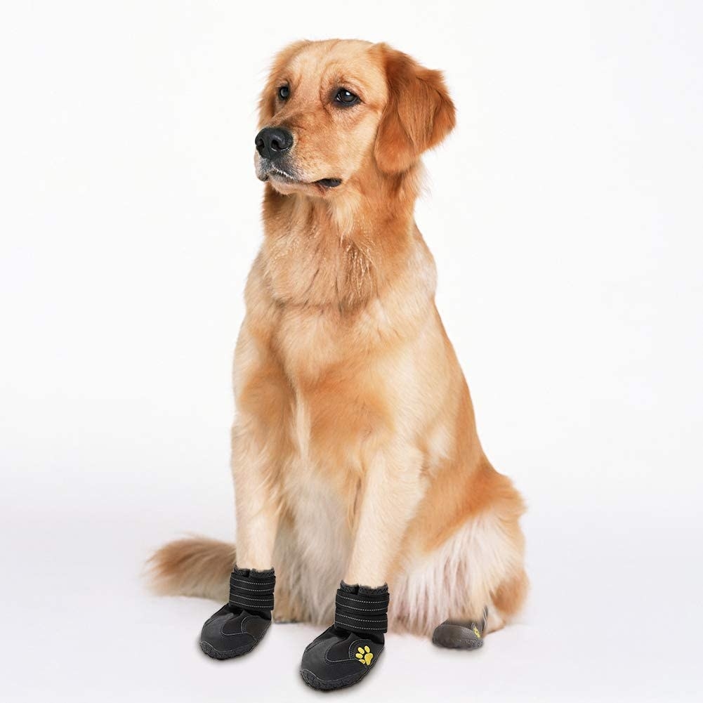 A golden retriever wearing the booties, which are secured across the ankle area with thick velcro straps