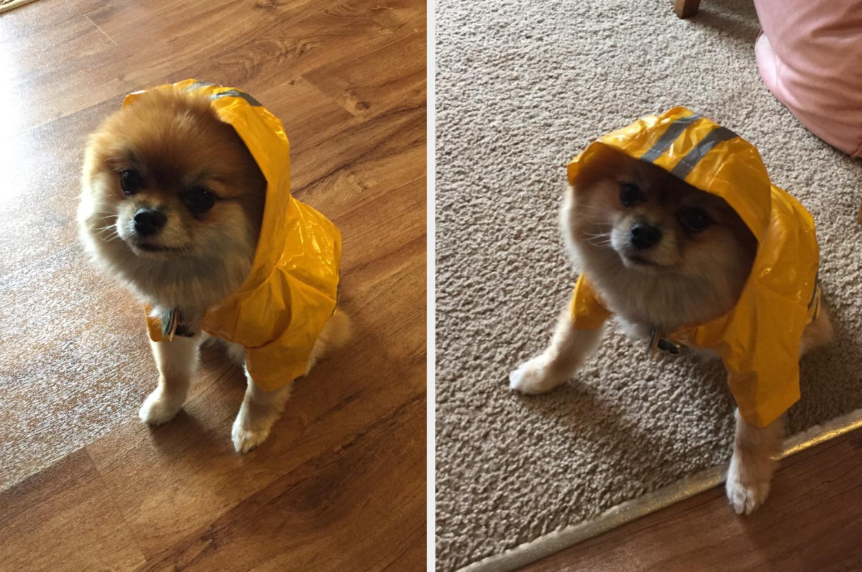 A reviewer&#x27;s images of a tan Pomeranian wearing a yellow raincoat with hood down and hood up