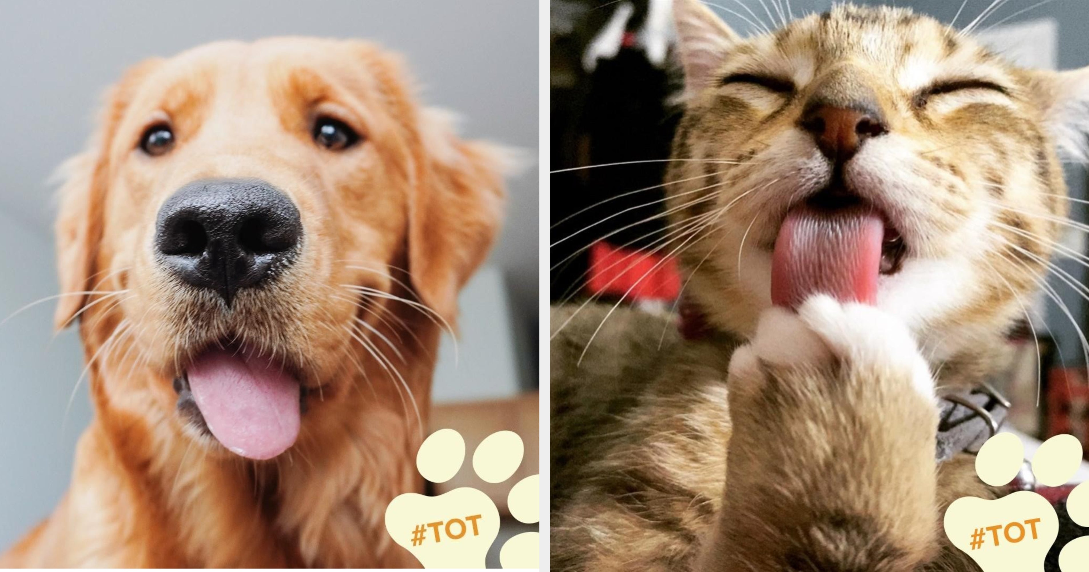 Psst, BuzzFeed Pets Does Livestreams Each Week And You'll Learn So Much