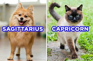 On the left, a cute, fluffy puppy with its tongue hanging out labeled "Sagittarius," and on the right, a Siamese cat walking outside in the grass labeled "Capricorn"