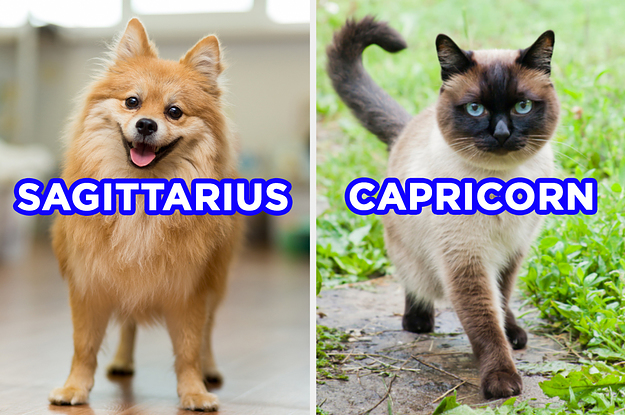 This Is Kinda Weird, But We Can Guess Your Zodiac Sign Based On The Cute Animals You Pick