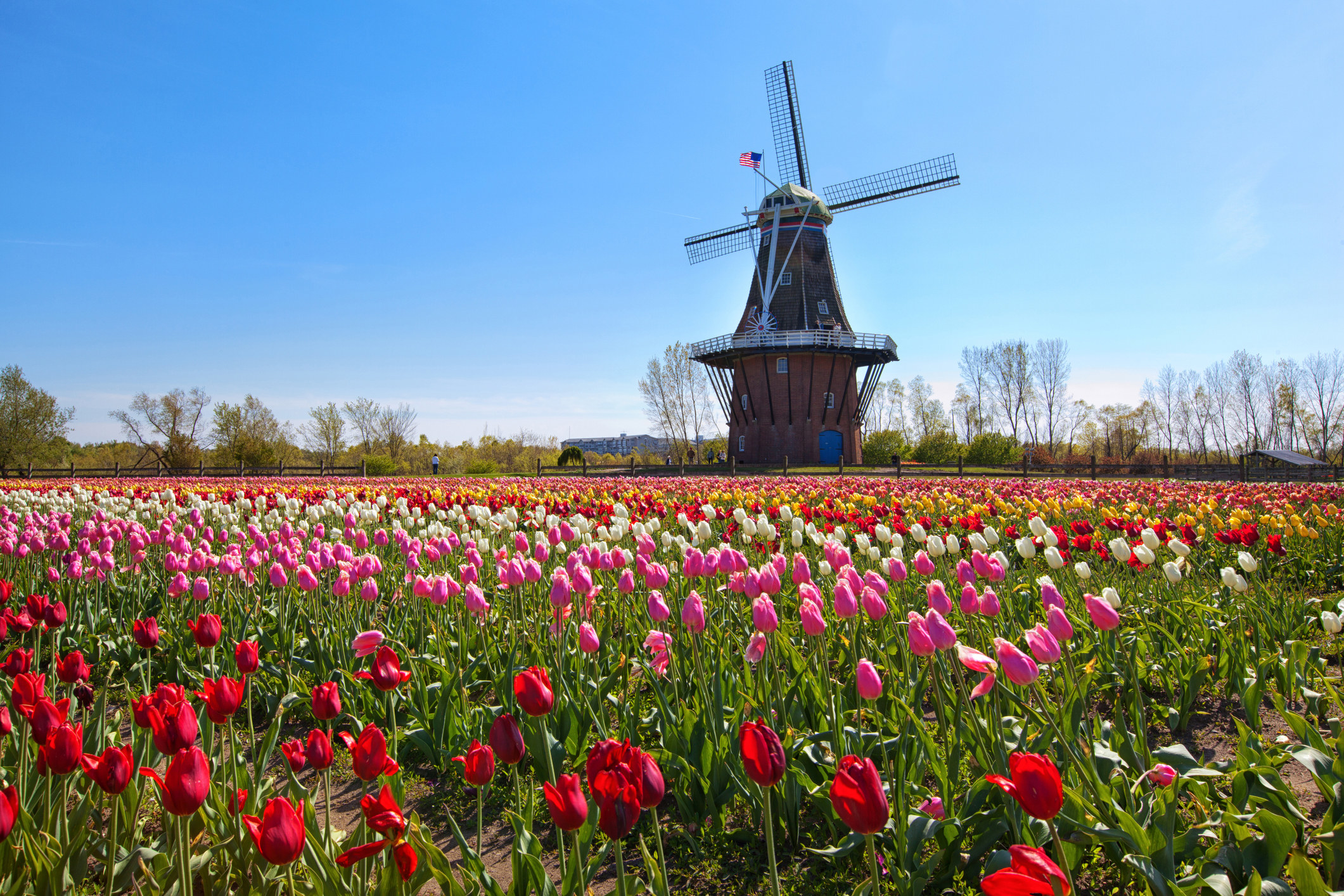 Dutch-style windmill in a field of tulips
