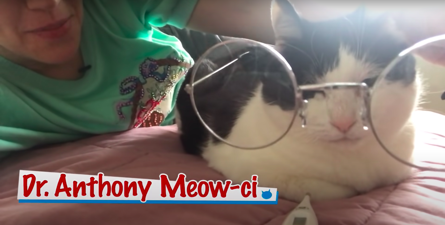 Kate McKinnon holds up glasses to her cat&#x27;s face, next to a caption that reads, &quot;Dr. Anthony Meow-ci&quot;