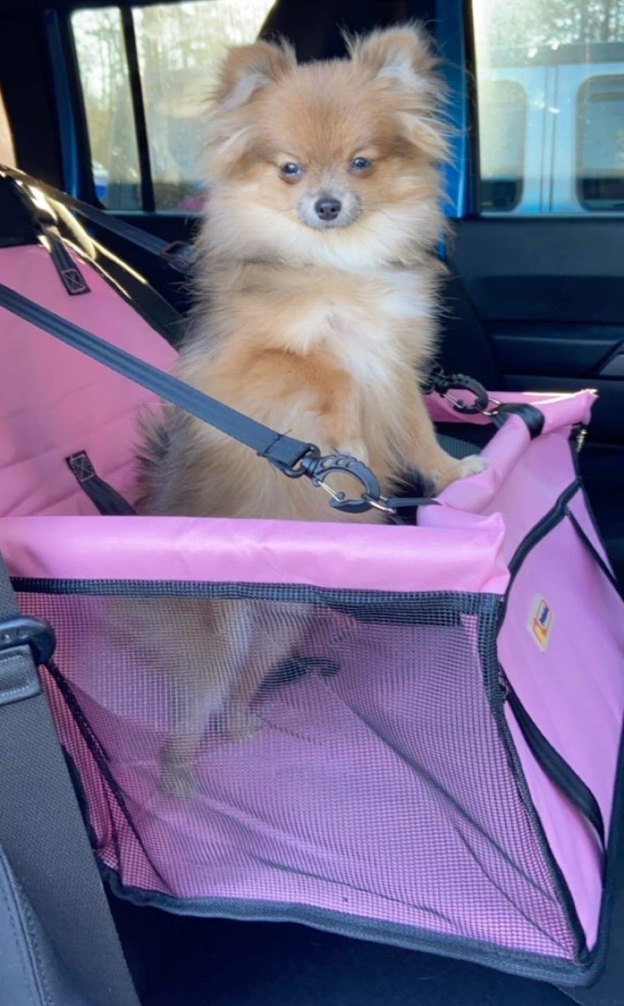 Tan Pomeranian in bright pink car seat