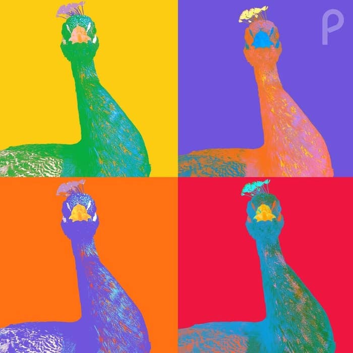 Four multi-colored Peacock silhouettes 