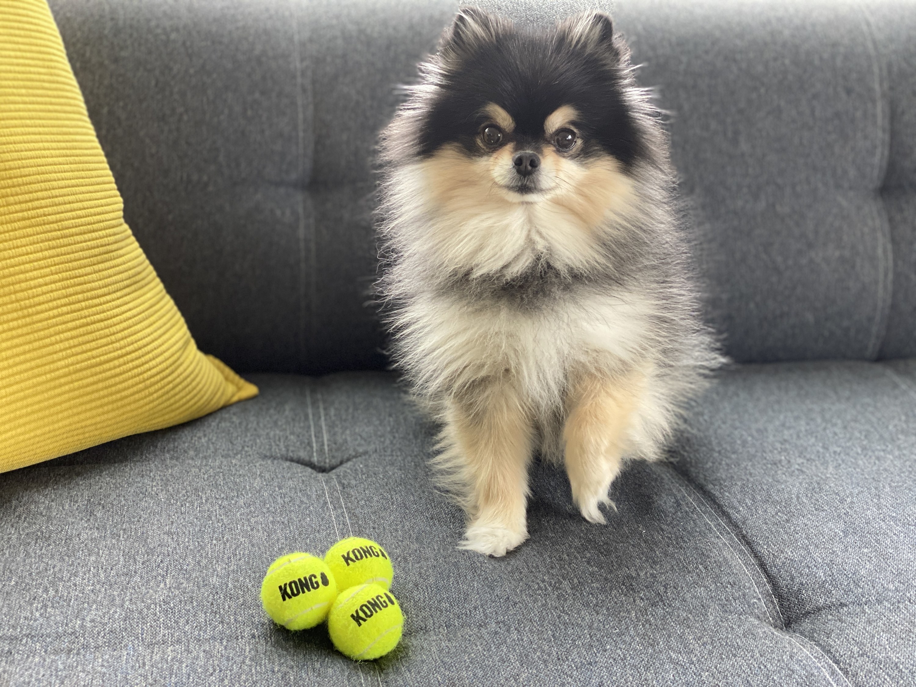 pomeranian kong